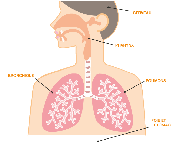 Hiérarchie des APR par niveau de protection respiratoire